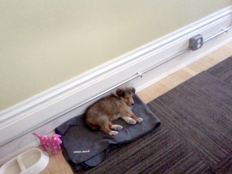 Bear Chico Web Design Bear Chico Web Design